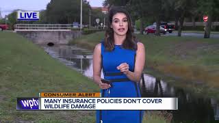 Alligator insurance? Man policies don't cover damage from wildlife