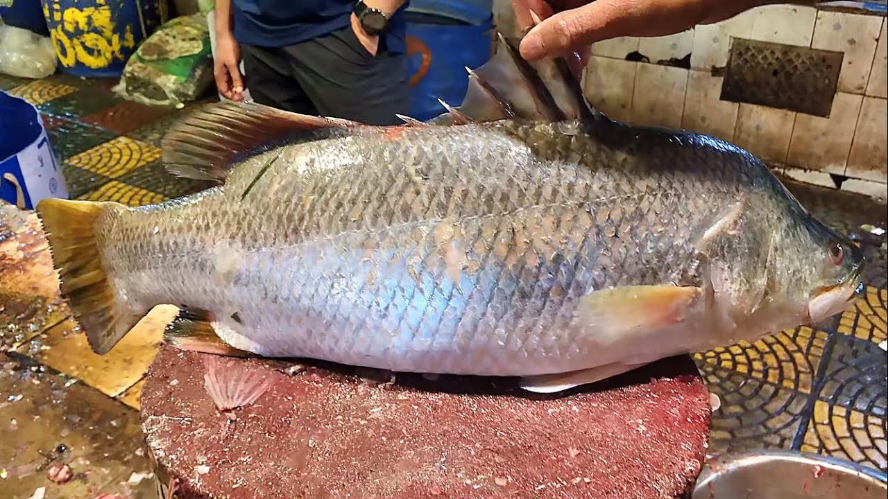 How to Cut a Barramundi (Fish Cutting Tutorial)! Bhetki Fish Cuttingn In Fish Markets | Fish Fillets