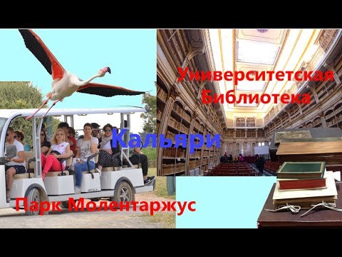 Знакомство с Кальяри Книги и Фламинго