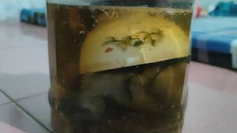 Chia Sẻ Cách Ngâm Rượu Bìm Bịp Chuẩn 100/o