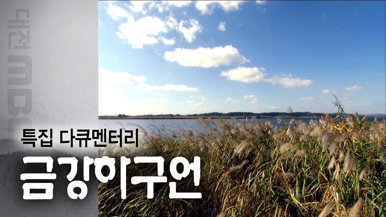 [Full버전] 금강하구언 (2012년 12월 방송) | 대전MBC 특집 다큐멘터리