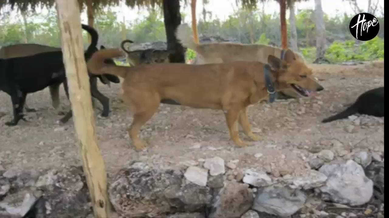 Dog crushed in accident but not his spirit! Amazing & Inspiring Animal
