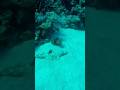 underwater world of the Red Sea #animals#nature#shorts