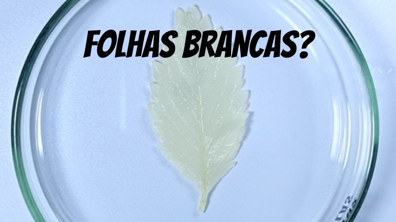 Uma folha branca?
