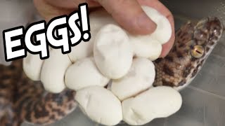 SO MANY SNAKE EGGS AND BABY LIZARDS!!! | BRIAN BARCZYK