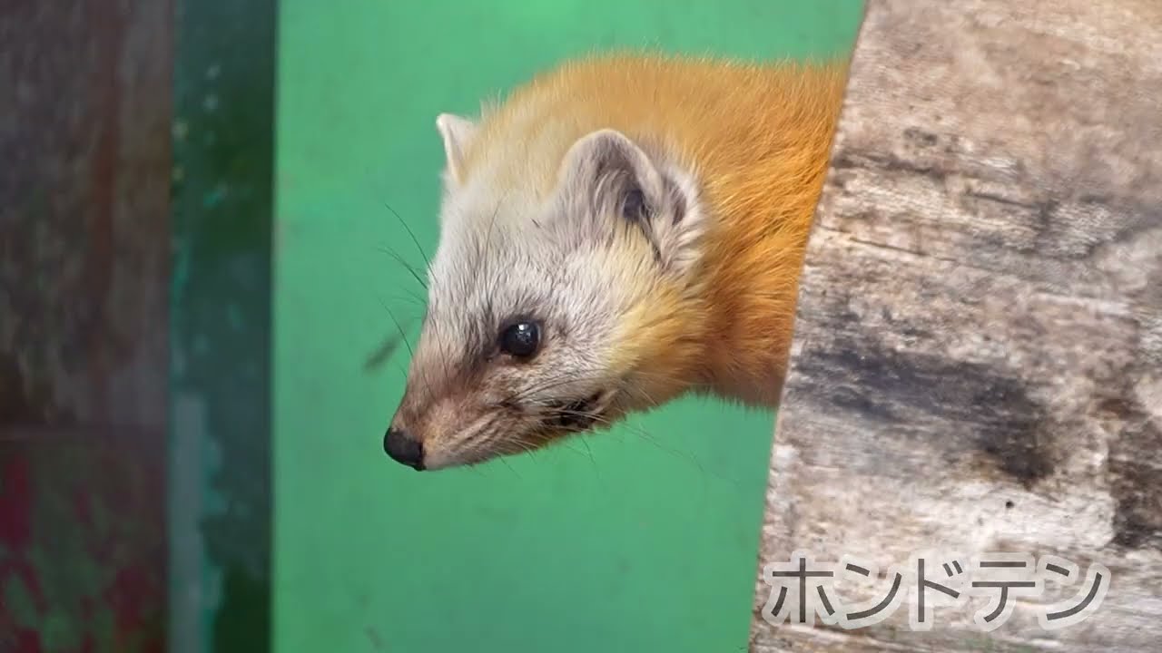 [動物園]小諸市動物園[2026.02.01]