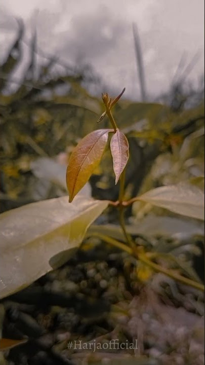 Duhh Adem Banget Sholawatnya🥰!! sholawat yuk hari ini