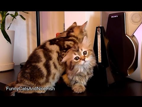 funny cats sleeping in weird positions compilation 2014 funnyplox Tamer of metronome | Funny Cats