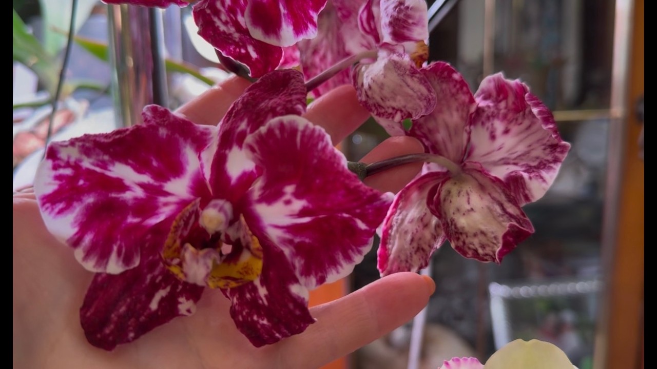 Цветение ОРХИДЕЙ в марте 1 часть 06.03.2026 г.