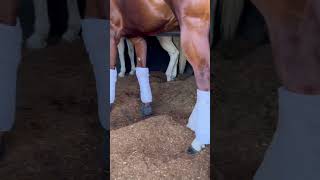 Carreras de caballos caballos horse cowboy compilation animal