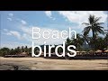 KHAO LAK Beach Birds (4K)