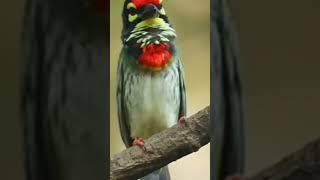 Burung takur kut-kut gacor pull