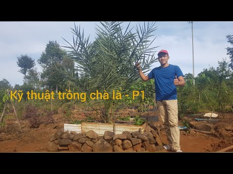 Video: Cách Trồng Cây Chà Là