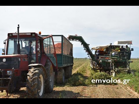 Βίντεο: Μαύρο βακτηριακό σημείο ντομάτας