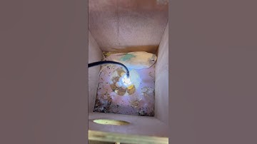 Candling budgie eggs. #aviarybirds #bird #parrot #finches #parakeet #budgie