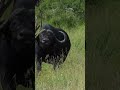 Today I will admit a buffalo।आज मैं भैंस का शिकार करूँगा।#shorts