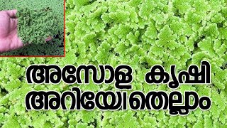 Asola Farming Malayalam I Azola Cultivation I I Guppy With Asola I അസോള കൃഷി രീതി