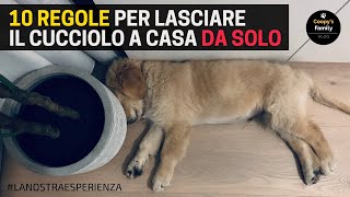 10 regole per lasciare un cucciolo a casa da solo senza fare danni