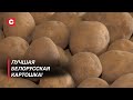 Вот почему белорусская картошка лучшая! | Как выращивают «бульбу»?