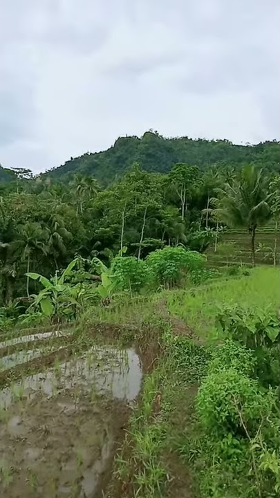 Suasana pagi hari d Cianjur selatan