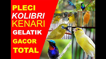 Kompilasi Kicau Burung Pleci, Kolibri, Kenari dan Gelatik