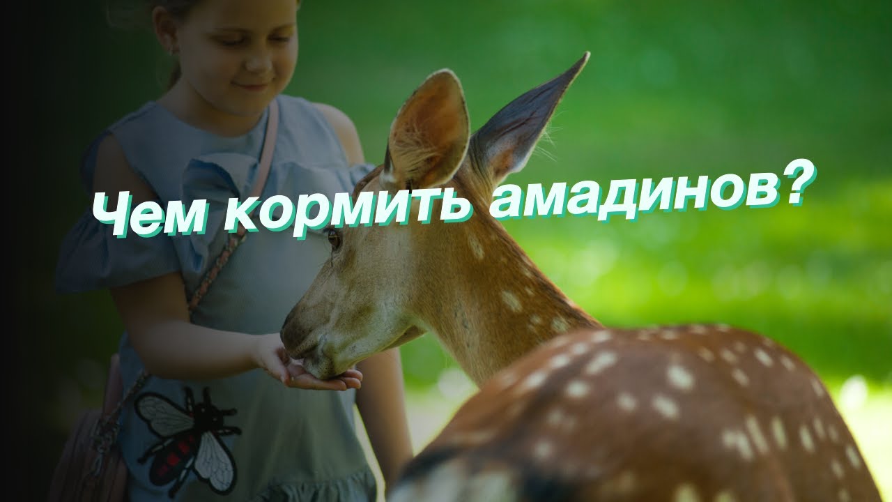 Чем кормить амадинов? - YouTube