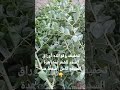 كيفية تجفيف أوراق السدر وفوائده للشعر 