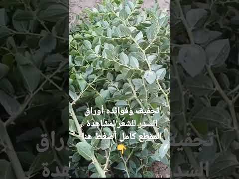 كيفية تجفيف أوراق السدر وفوائده للشعر