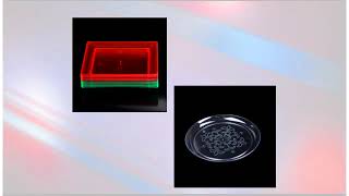 Buy Plastic Plates Disposable  Annysplastictablewarecom