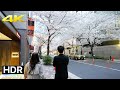 【4K HDR】Tokyo Evening Walk - Nihombashi with cherry blossoms