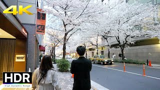 【4K HDR】Tokyo Evening Walk - Nihombashi with cherry blossoms