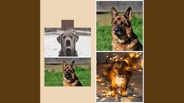 Paradise Like Backdrops for Doggy Safe Space