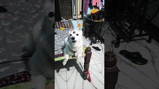 jinii #music #lifeisbutadream #ihavethisthingwithplants #reels #sotas