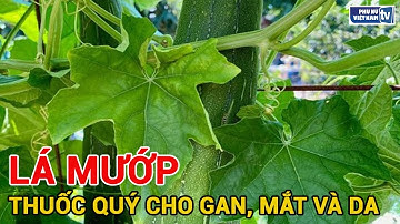 Lá mướp Thuốc quý cho gan, mắt và da