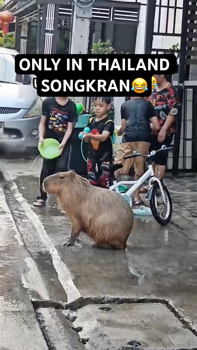 Only in Thailand when Songkran… 😂😍🇹🇭 #shorts #bangkok #funny