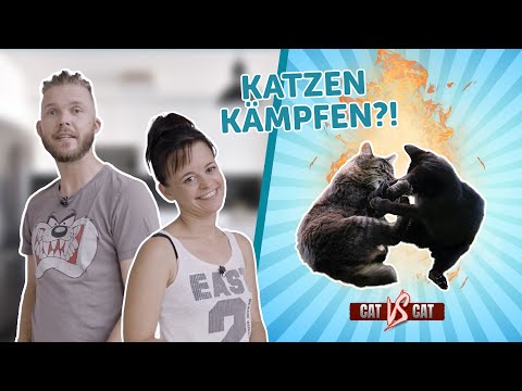 Video: Warum hasst meine… alte Katze meine neue Katze?