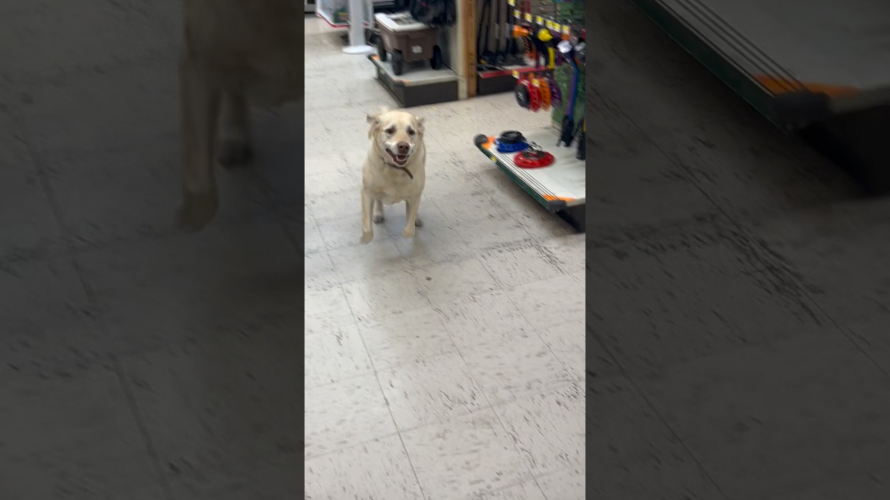 I Took My Dog’s Leash Off at Her Favorite Store… She Knew Exactly Where to Go 😂🐾