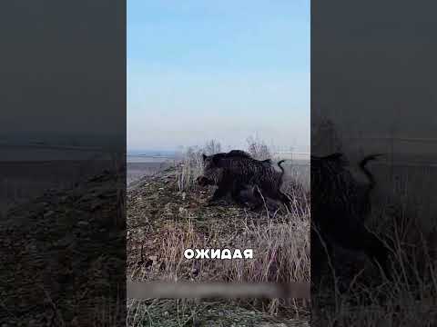 Волкодавы против НАГЛЫХ кабанов 😈🐺🔥