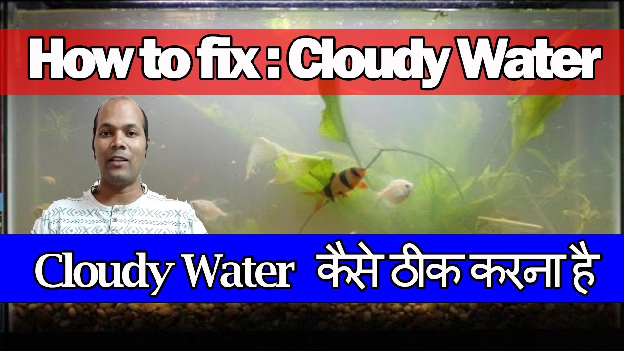 Cloudy Water Kayse thik kare | how to fix a cloudy fish tank - YouTube