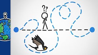 Why Do Birds Migrate Like This?