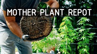 Pruning & Re-potting An Overwintered Cannabis Plant (Part 1): Cannabasics #123