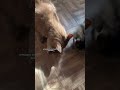 DIY cat puzzle toy 🐱