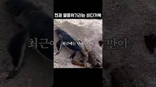 현재 멸종위기라는 바다거북