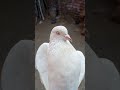 #white pigeon #vecna