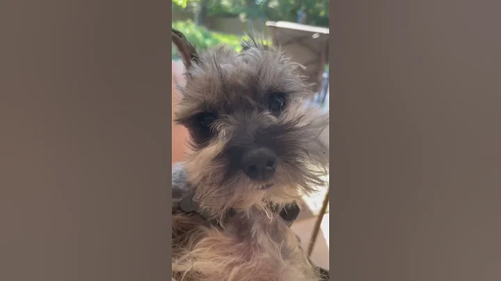 Montgomery county Texas best place for schnauzers