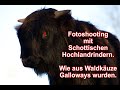 Making Of Fotoserie Schottische Hochlandrinder - Wie aus Waldkäuzen Galloways wurden