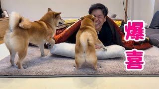 出かけたはずのパパが突然こたつから出てきて完全にパニックになる柴犬が可愛い