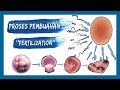 Proses Pembuahan Sampai Hamil || fertilization