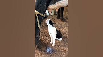 Cat Drinks Milk Straight From the Udder || ViralHog