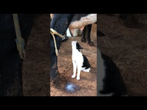 Cat Drinks Milk